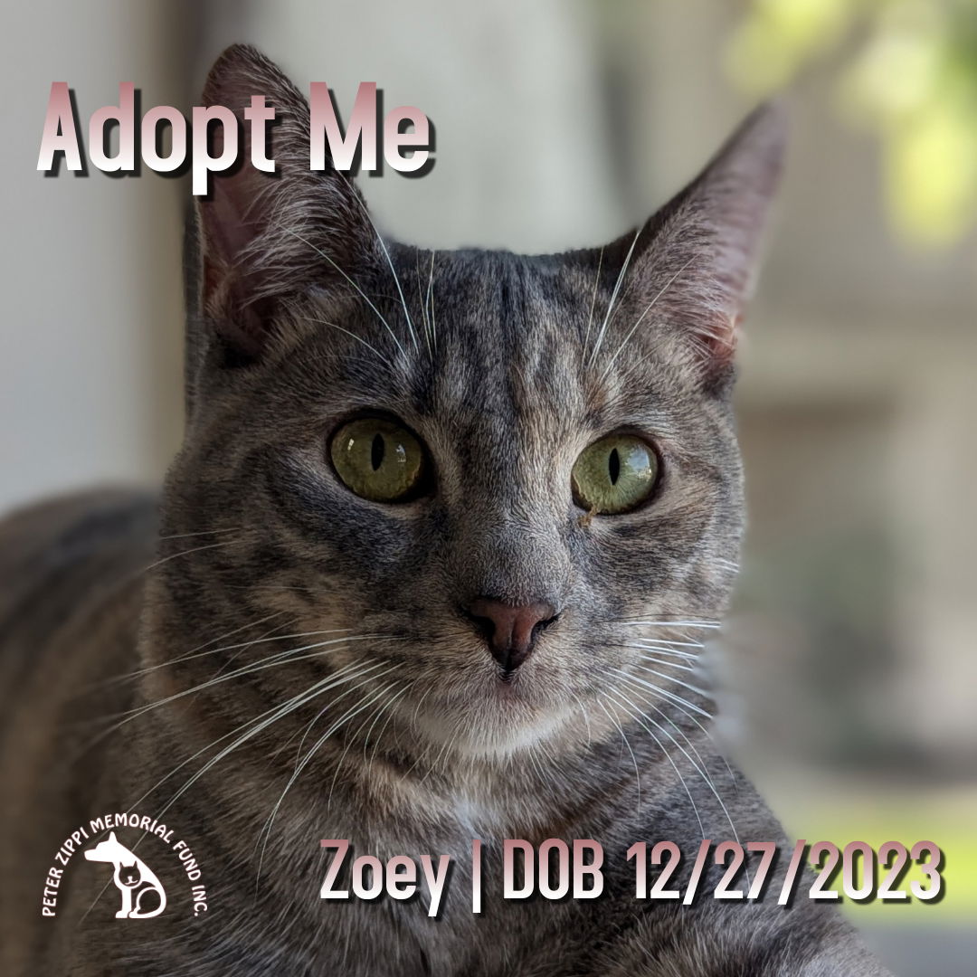 adoptable Cat in Hermosa Beach, CA named Zoey