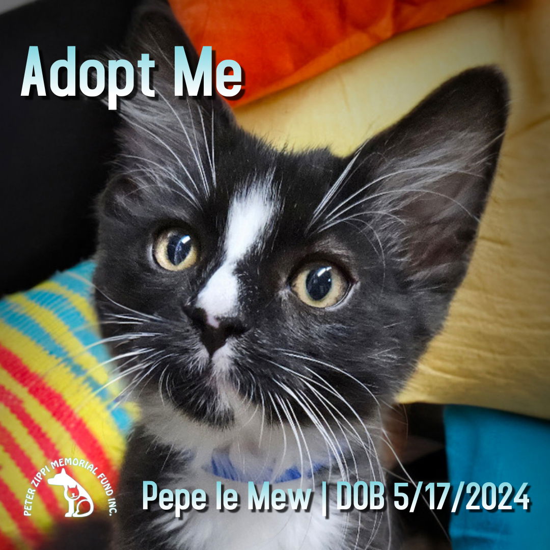 adoptable Cat in Hermosa Beach, CA named Pepe Le Mew