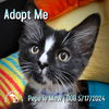 adoptable Cat in  named Pepe Le Mew