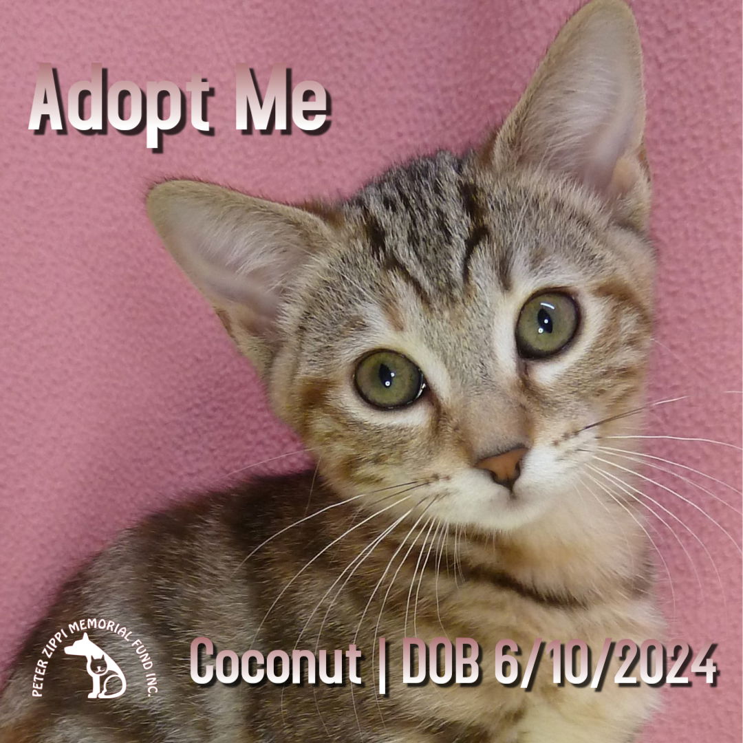 adoptable Cat in Hermosa Beach, CA named Coconut