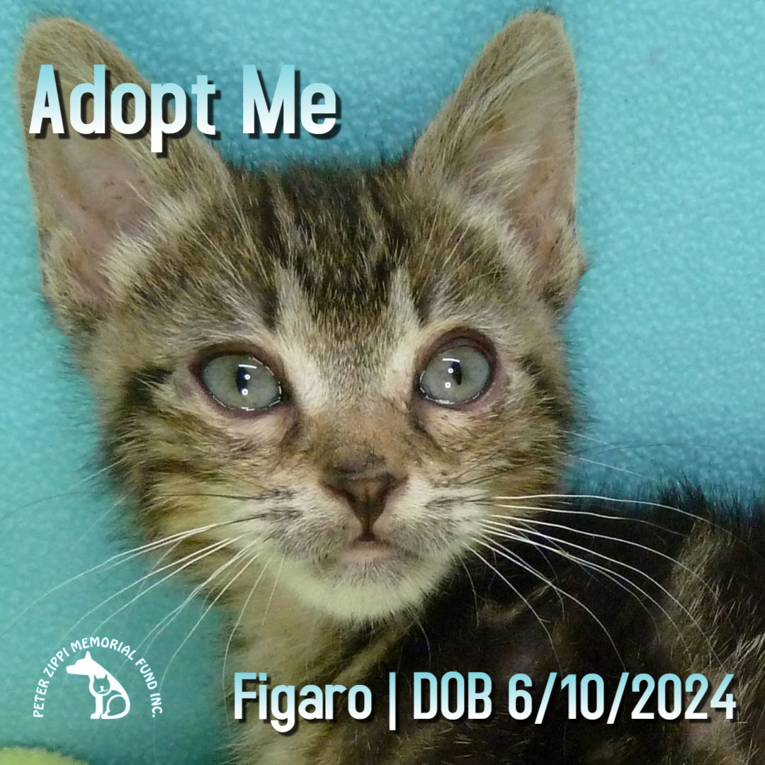 adoptable Cat in Hermosa Beach, CA named Figaro