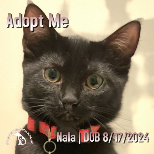 picture of the cat needing adoption