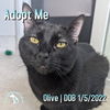 adoptable Cat in  named Olive