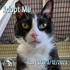 adoptable Cat in  named Tux