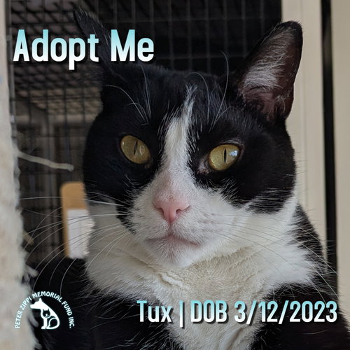 picture of the cat needing adoption