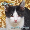 adoptable Cat in  named Pine