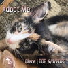 adoptable Cat in  named Clare