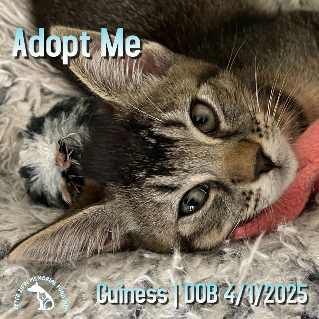 adoptable Cat in Hermosa Beach, CA named Guiness