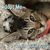adoptable Cat in  named Guiness