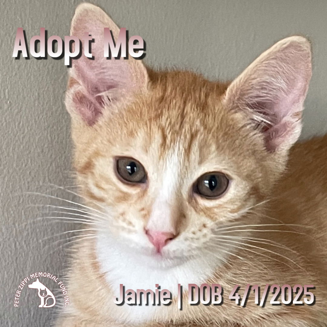 adoptable Cat in Hermosa Beach, CA named Jamie
