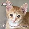 adoptable Cat in  named Jamie
