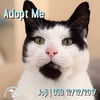 adoptable Cat in  named Joji aka Joe