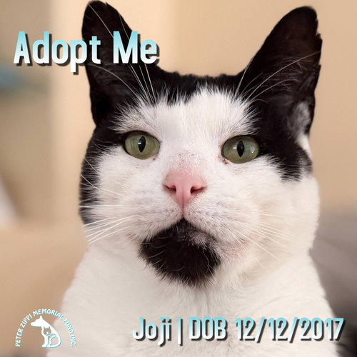picture of the cat needing adoption