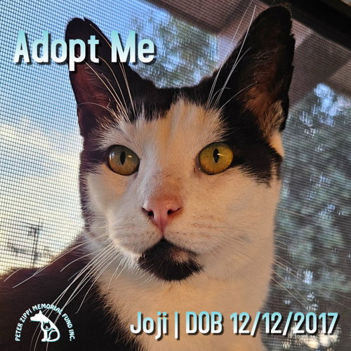 picture of the cat needing adoption