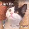 adoptable Cat in  named Oreo
