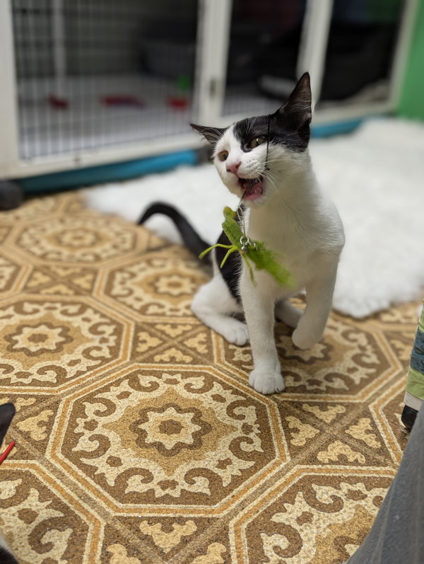 Oreo