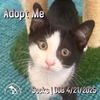 adoptable Cat in  named Socks