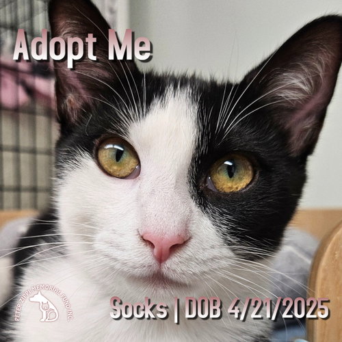 picture of the cat needing adoption