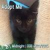 adoptable Cat in  named Midnight
