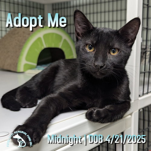 picture of the cat needing adoption