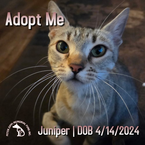 picture of the cat needing adoption