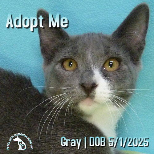 picture of the cat needing adoption