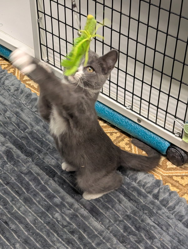 Gray