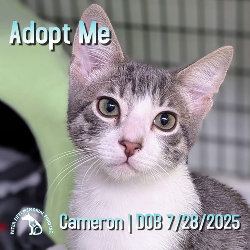 picture of the cat needing adoption