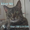 Elton - Photo 1