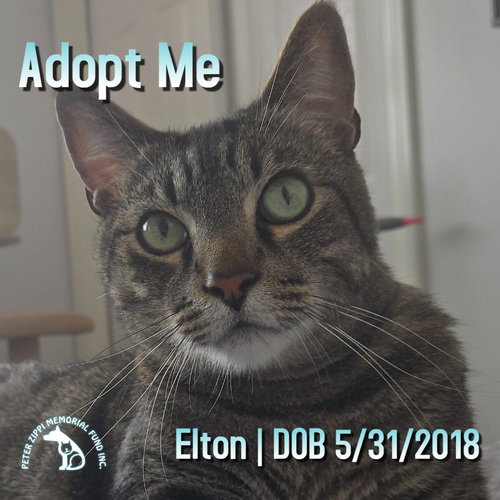 picture of the cat needing adoption