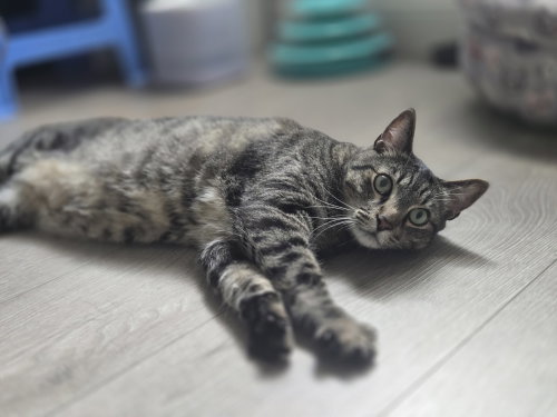 ELTON - Tabby / Domestic Short Hair available for adoption