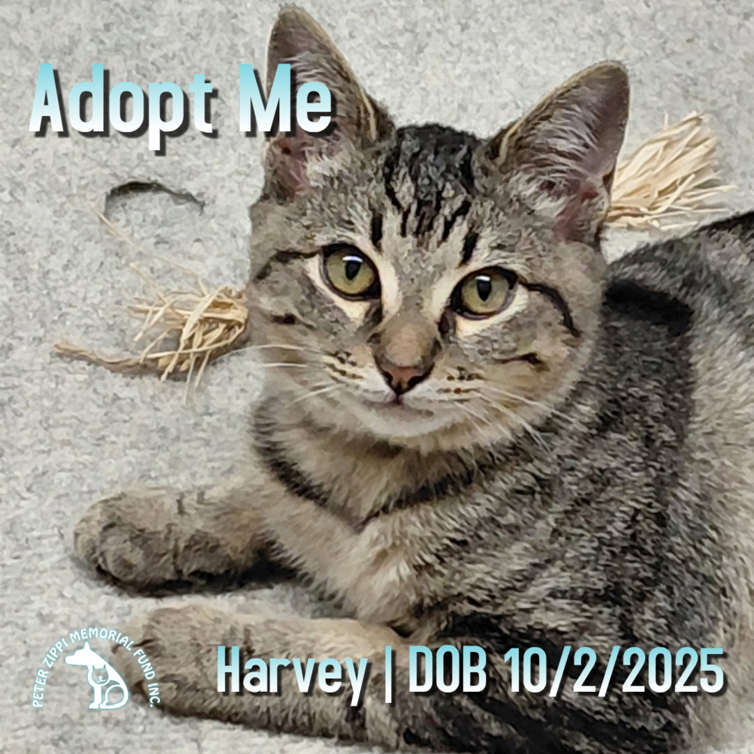 Harvey