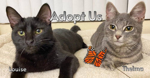 picture of the cat needing adoption