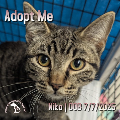 picture of the cat needing adoption
