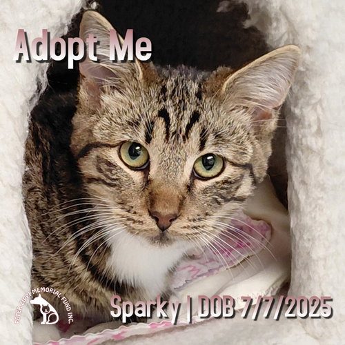 picture of the cat needing adoption