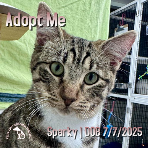 picture of the cat needing adoption