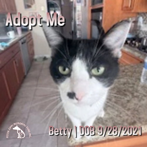 picture of the cat needing adoption