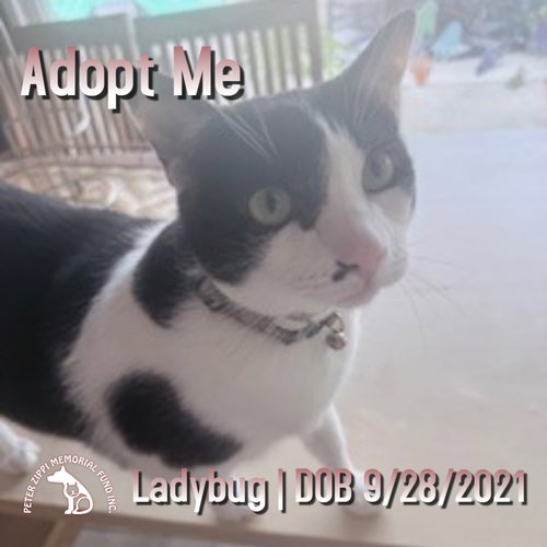 picture of the cat needing adoption
