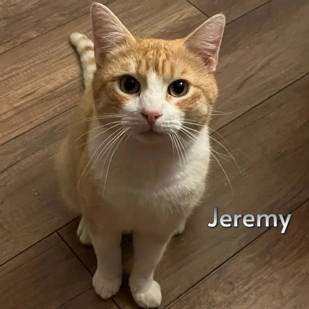 Jeremy - Domestic Short Hair