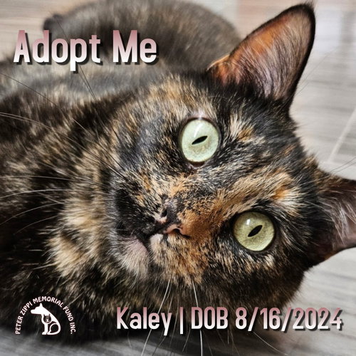 picture of the cat needing adoption