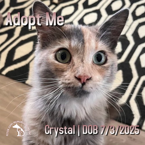 picture of the cat needing adoption