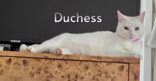 Duchess, an adoptable Domestic Short Hair in Hermosa Beach, CA