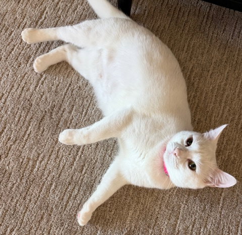 Duchess