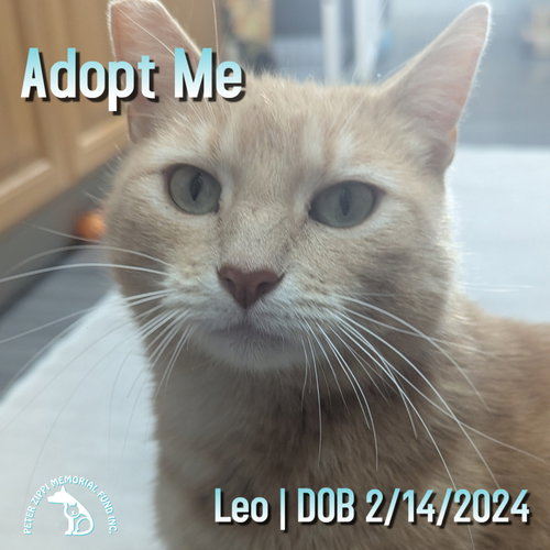 Leo, an adoptable Tabby in Hermosa Beach, CA