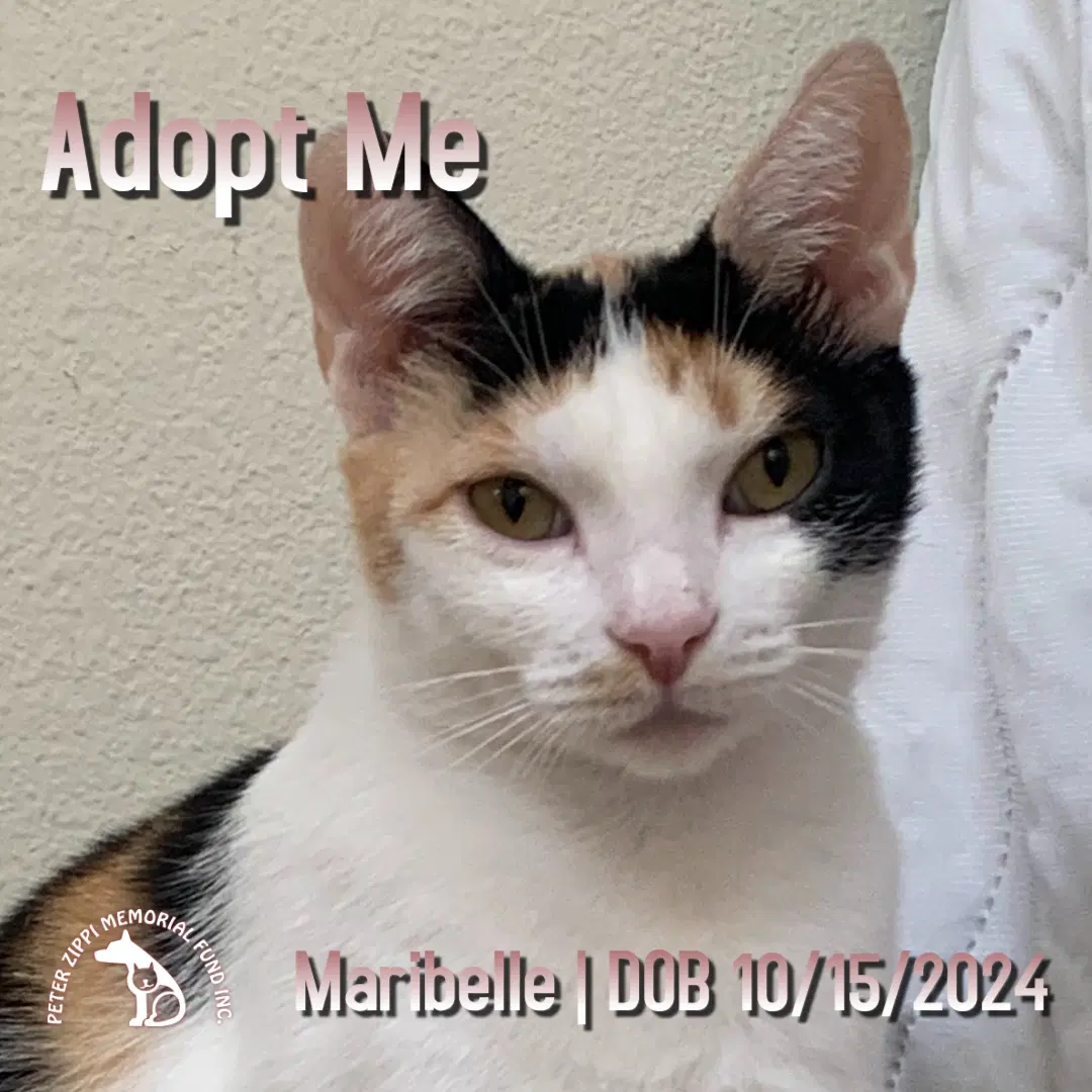 Maribelle - Calico
