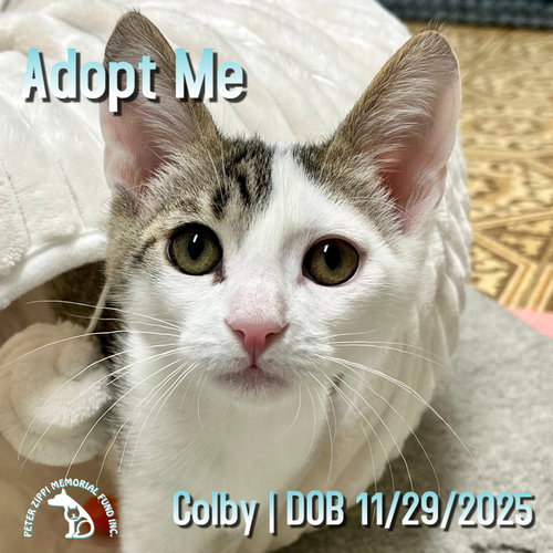 Colby, an adoptable Domestic Short Hair in Hermosa Beach, CA