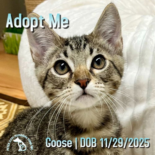 Goose, an adoptable Tabby in Hermosa Beach, CA