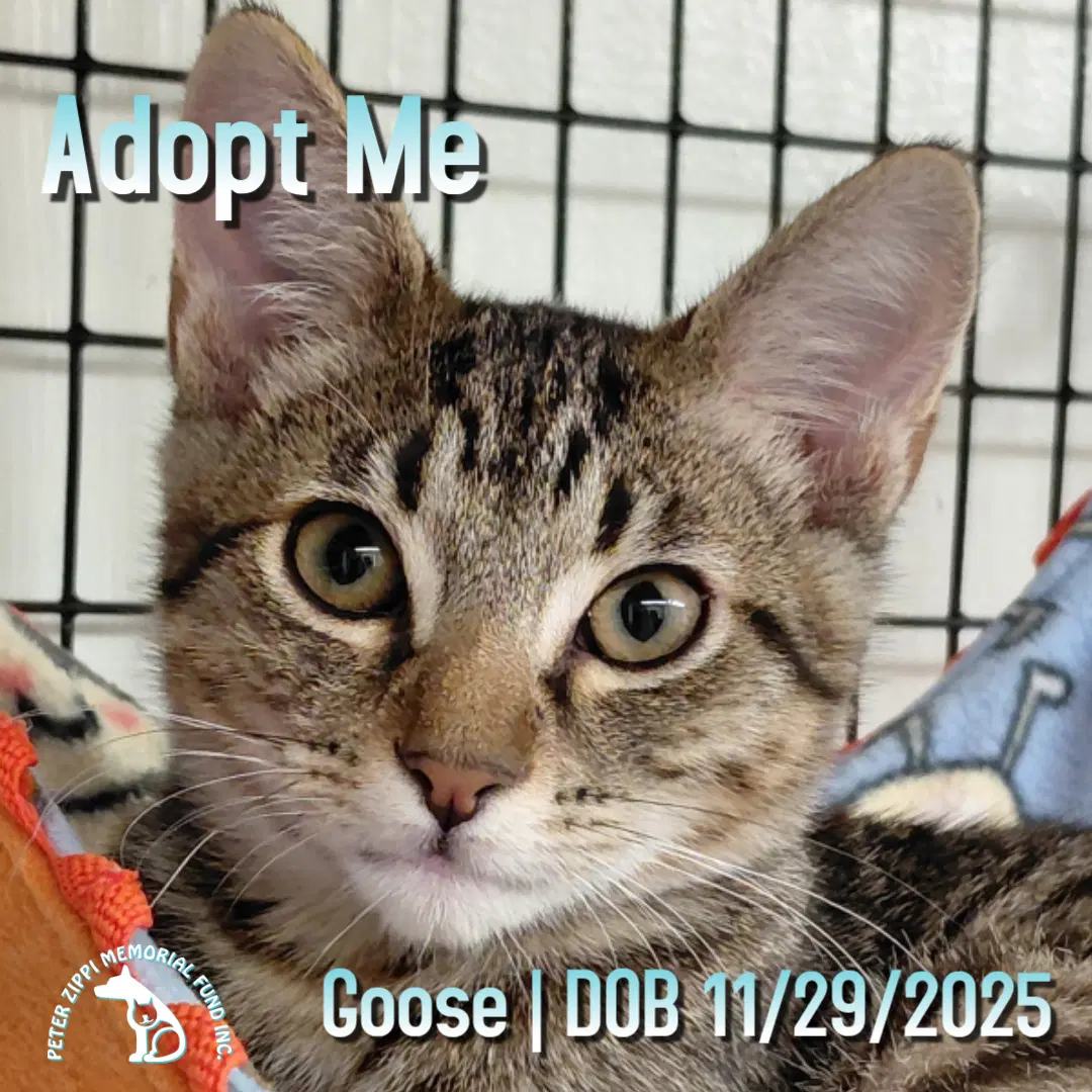 Goose - Tabby