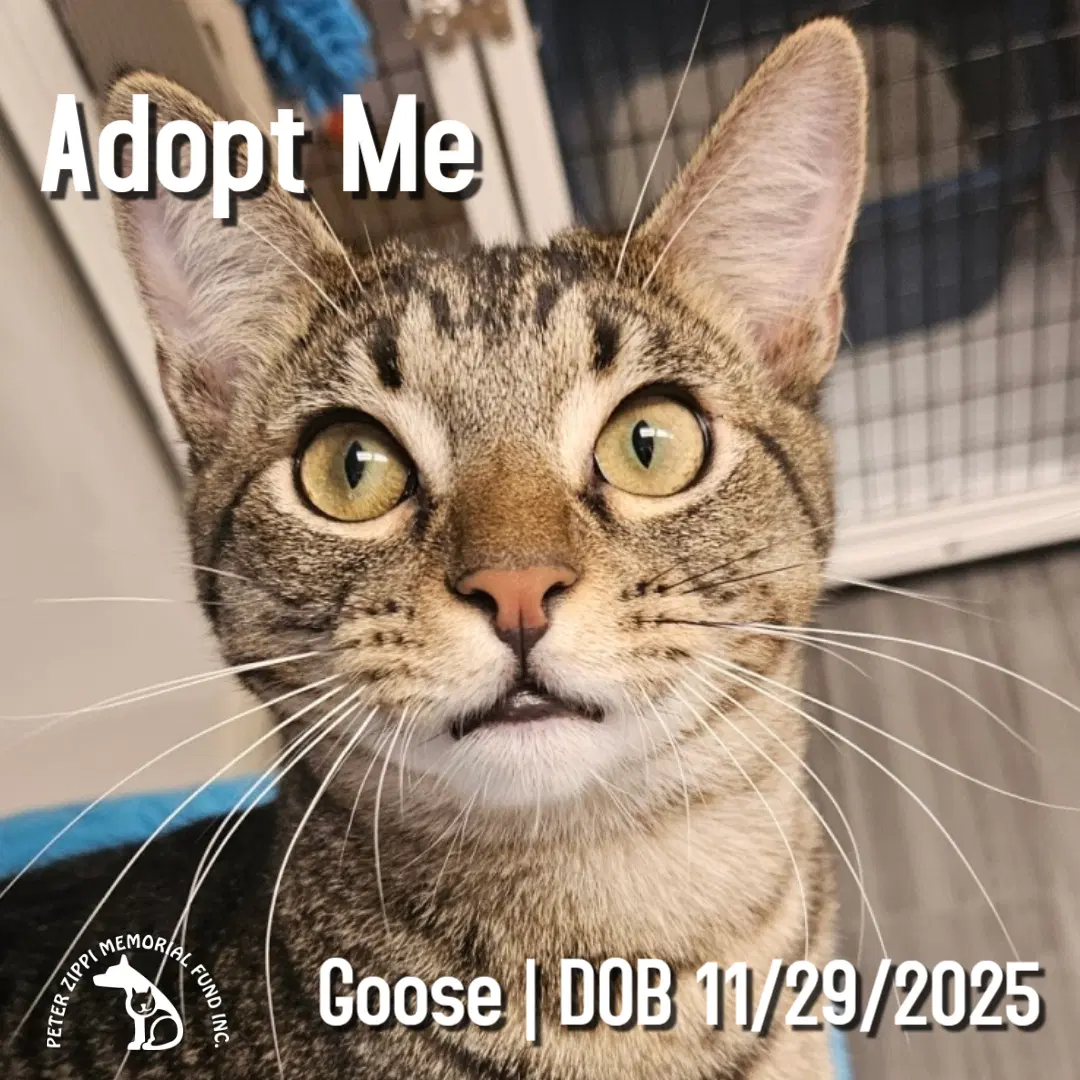 Goose - Tabby