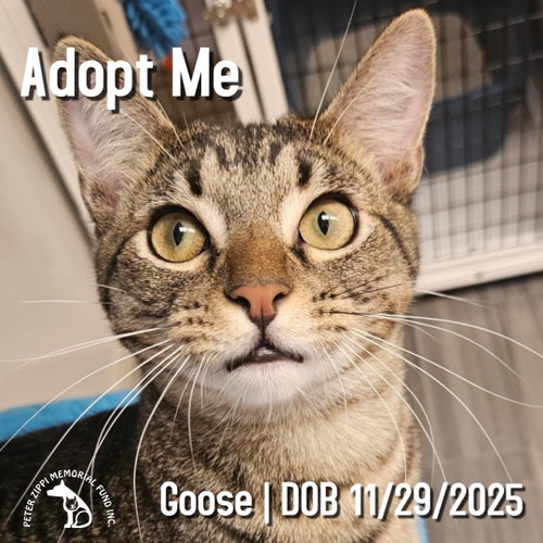 Goose, a cat for adoption from Peter Zippi Fund For Animals